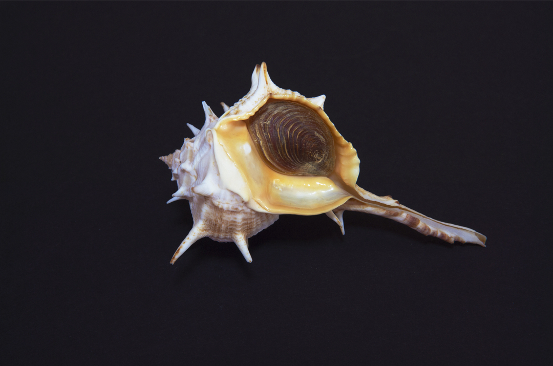 Shell