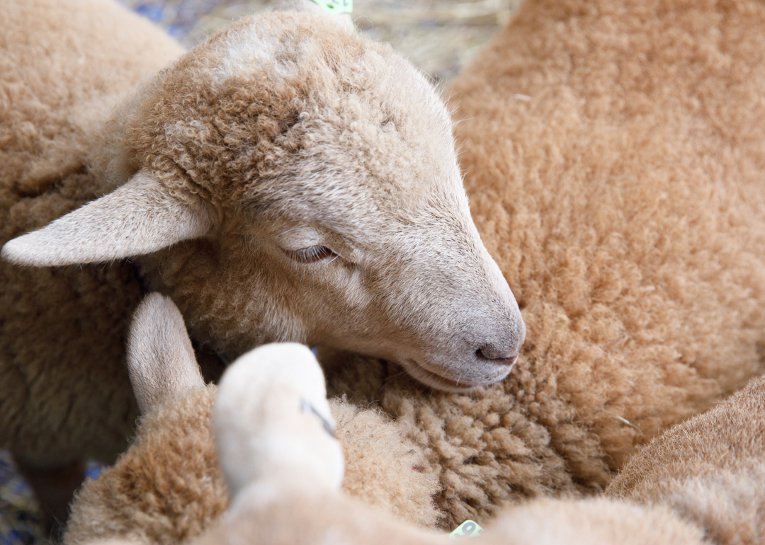 sheep