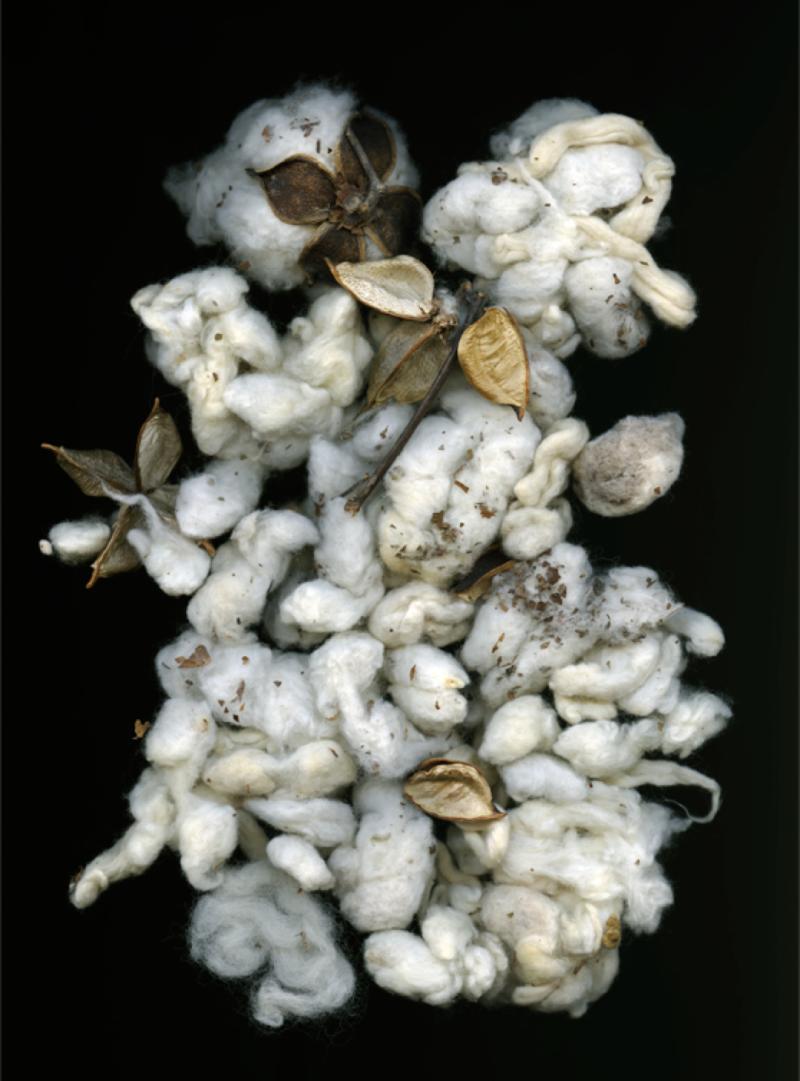 Cotton